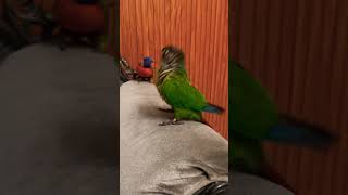 Dancing parrot 🦜viralvideo bird cute parrots parrot omermehboobofficial [upl. by Gottfried]