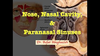 Nose Nasal Cavity and Paranasal Sinuses [upl. by Ofori113]