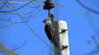 Pileated Woodpecker drumming and calling [upl. by Nahsin]