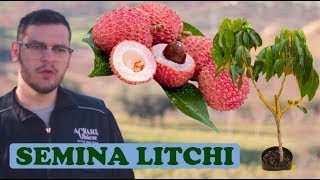 Seminare Litchi Facilmente  Metodo Rapido Successo 100 [upl. by Genaro]