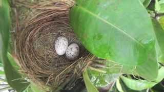 Pavita Hormiguera Común Thamnophilus doliatus ♀ ♂ anidando [upl. by Paget30]