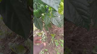 Production de piment Pepe fruit farming [upl. by Uy]