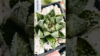 Haworthia Herbacea Hybrid haworthia haworthiapakistan plants cactus succulents [upl. by Yelsna]