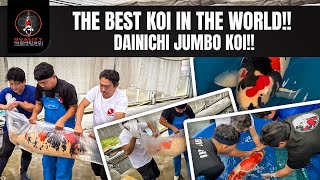 DAINICHI BEST JUMBO KOI YOU WONT EVER SEE THIS A MUST WATCH [upl. by Atikin951]