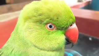 Female Parrot Behave Parrot Sound [upl. by Stalker]