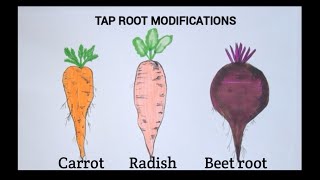 How to draw tap root modifications easily [upl. by Atterg768]