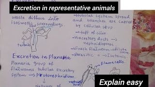 Excretion in representative animalsExcretion in hydraExcretion in PlanariaClass 12Biology [upl. by Gilletta]