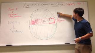 Xenopus Germ Layer Origins Mesoderm and Neural Patterning [upl. by Ibbob]