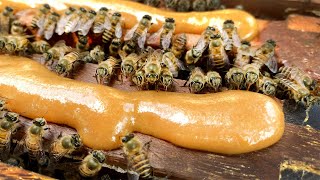 Feeding Honeybees In The Winter  Part 2 [upl. by Navac]