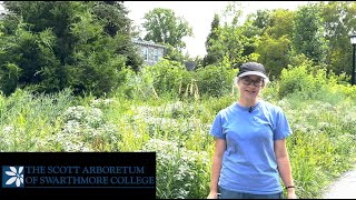 Gardeners Almanac Tall Plants in Front of the Border [upl. by Lezirg]