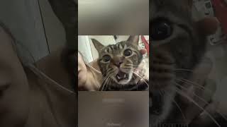 🤣😂😂shortvideo funnypetschannel funny cat petschannel pets yourcat yourpet [upl. by Filahk]