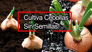 Como Cultivar Cebolla en Casa en Vaso de Plastico Y Caja de Cartón [upl. by Eiliah938]