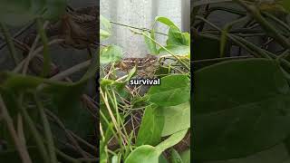 quotLeafTailed Gecko Natures Master of Camouflagequot [upl. by Waters703]