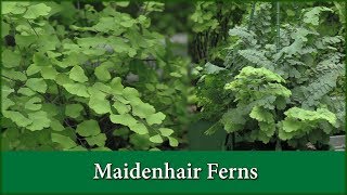 How to Grow Maidenhair Fern Varieties as House Plants  Indoors [upl. by Camarata]