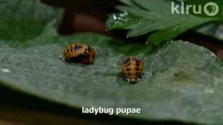 Ladybug larvae eating aphidsTrisha ShireyCentral Texas Gardener [upl. by Assedo]