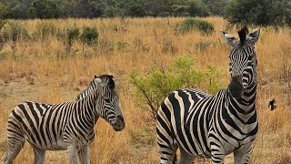 PILANESBERG NATIONAL PARK SOUTH AFRICA 🇿🇦 1124 [upl. by Berrie]