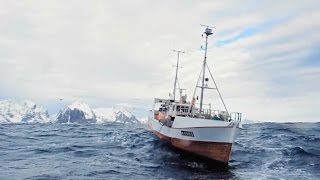 Skrei der norwegisch arktische Winterkabeljau – das Gold der Lofoten [upl. by Henrie]