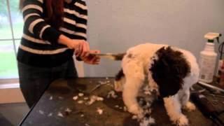 LAGOTTO PUPPIES SHORT VERSION [upl. by Hardan]