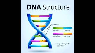 DNA vs RNA [upl. by Luapleahcim601]