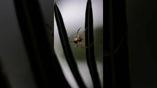 Arabesque orbweaver A species of Orb weaver Araneidae 🕷🕸 insects fauna spiders [upl. by Kizzee]