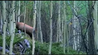 Bowhunting Big Elk in Colorado [upl. by Isle92]