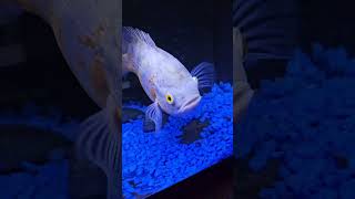 Albino Oscar Fish Cichlide fish oscarfish cichlid fishlover short [upl. by Asetal]