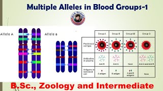 Multiple Alleles1 in blood groups  Genetics  HSR Bioinfo [upl. by Bergen409]