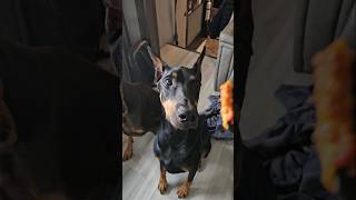 Ares ❤️ Pasta dog doberman [upl. by Allin]