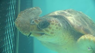 Endangered Kemps ridley sea turtles 1080p 60fps [upl. by Benyamin]