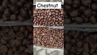 Chestnut  Song  A Diversity [upl. by Ttirrej904]