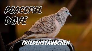 Adorable Peaceful Dove Call birds birdsounds [upl. by Nybbor]