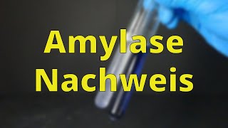 Amylase Nachweis  Bioexperimente [upl. by Gildus]