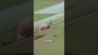 The PARASITE that turns snails into ZOMBIES [upl. by Rimma378]