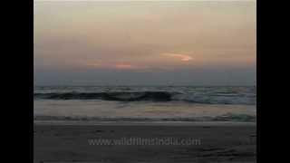 Cochin beach with waves washing ashore [upl. by Nicholle188]