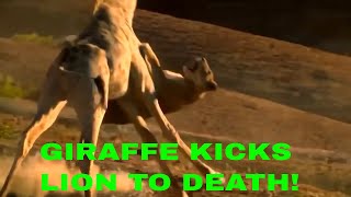 Must watch giraffe kills lion AMAZING GIRAFFE KICKS LION TO DEATH LION KILLED BY GIRAFFE WILD LIFE [upl. by Trojan]