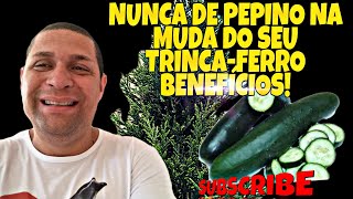 SAIBA O TEMPO CERTO DE DAR PEPINO PARA O TRINCAFERRObeneficiosPepino [upl. by Mart32]