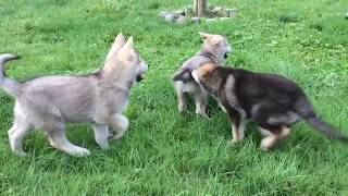 Les chiots chienlouptchèque bergersuisse chiots [upl. by Rosol]