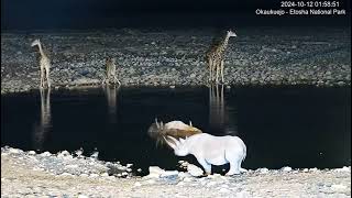 YouTube Okaukuejo Resort Wildlife Waterhole Live camera stream nwrnamibia [upl. by Jarietta]