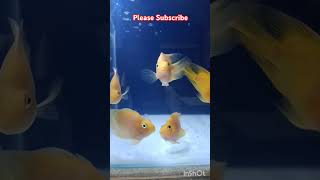 Shivram fish male Or Female identifyfishfishtankfishingshivramshortsshivrampetpetspetsvlog [upl. by Oine]