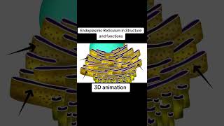 Endoplasmic reticulum structure and animation [upl. by Yenttihw]