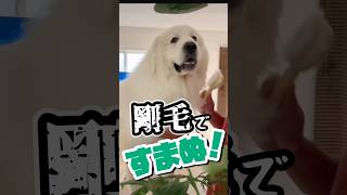 【超大型犬グレートピレニーズ】超でっかい犬の大好きなブラッシング🐻‍❄️🎶 shorts [upl. by Ailemak]