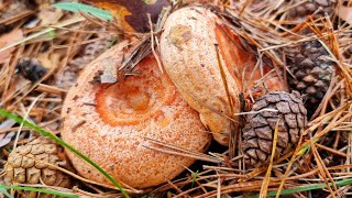 NISCALOS🍄 Y BOLETUS PINICOLA ¡BOSQUE REPLETO DE SETAS LACTARIUS🌲 [upl. by Pussej]