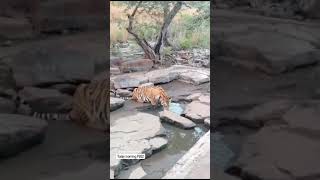 the thirsty P 652 tiger at pannatigerreserve savetiger wildlife animalsighting tigersighting [upl. by Trask]