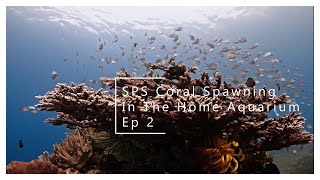 SPS Coral Spawning in the home aquarium Ep 2 [upl. by Vladimar]