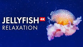 Stunning Jellyfish in 4K  Relaxing Music for Stress Relief [upl. by Ayhdiv]