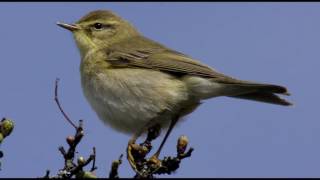 Willow Warbler Bird call Bird song [upl. by Aiek111]