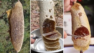 🐝 Wild Honey Harvesting Satisfying  Harvesting honey from giant Honeybee 2 [upl. by Kennie987]