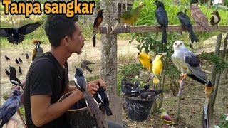 VIRALPELIHARA RATUSAN BURUNG TANPA SANGKAR [upl. by Adnerb]