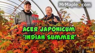 Acer japonicum ‘Indian Summer’  The Collectors Corner  MrMaplecom Japanese Maple Spotlight [upl. by Atiuqin]