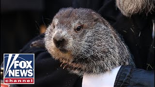 Punxsutawney Phil predicts early spring on Groundhog Day 2024 [upl. by Gazo]